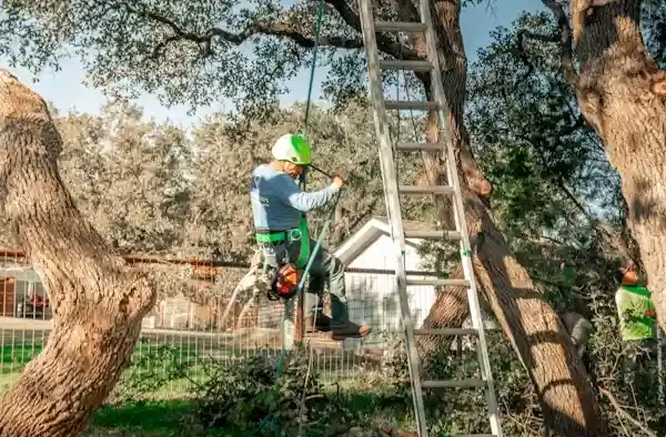 The Complete Tree Care Approach: How To Take Care Of Your Trees With Residential Tree Trimming And Tree Service