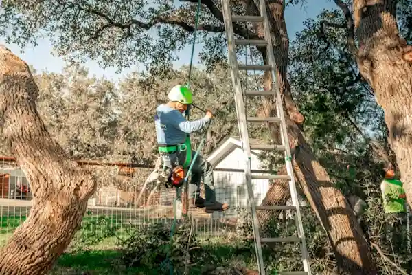 tree service